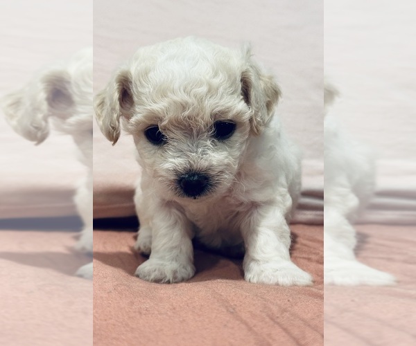 Medium Photo #9  Breeder Profile in WARE, MA, USA