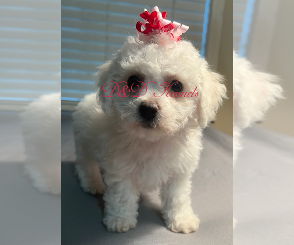 Medium Photo #3  Breeder Profile in RIPLEY, MS, USA