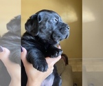 Small breeder photo