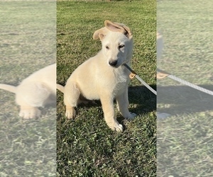 German Shepherd Dog Dog Breeder near MASSILLON, OH, USA