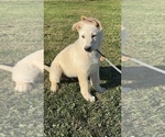 Small breeder photo