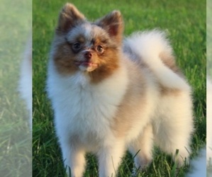 Pomeranian Dog Breeder near ORRVILLE, OH, USA