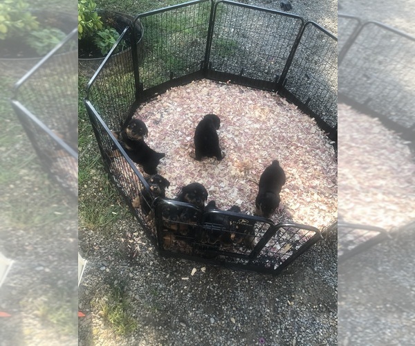 Medium Photo #17  Breeder Profile in TOMS RIVER, NJ, USA