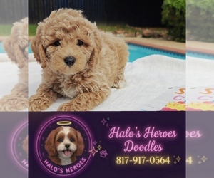 Cavapoo (Toy) Dog Breeder near KEMP, TX, USA
