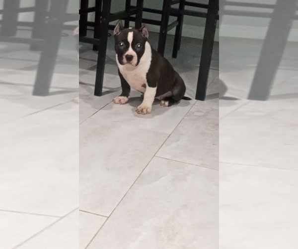 Medium Photo #3  Breeder Profile in DETROIT, MI, USA