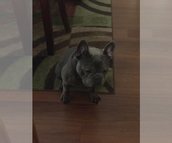 Medium Photo #1  Breeder Profile in COLUMBUS, OH, USA