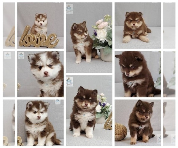 Medium Photo #24  Breeder Profile in BURNS TOWNSHIP, MN, USA