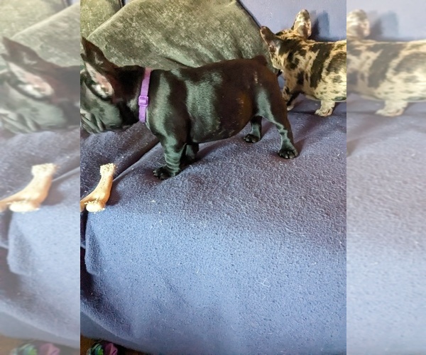 Medium Photo #1  Breeder Profile in LINDENWALD, OH, USA