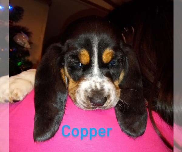 Medium Photo #1  Breeder Profile in LEBANON, KY, USA