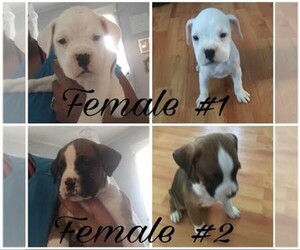 Boxer Dog Breeder near GARDNER, MA, USA