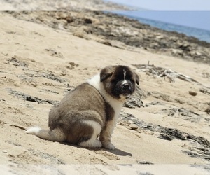 Akita Dog Breeder near KAPOLEI, HI, USA