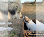 Small breeder photo