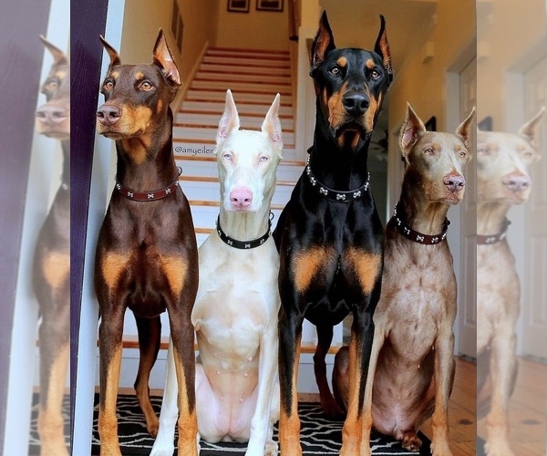 Medium Photo #1  Breeder Profile in SAN BERNARDINO, CA, USA