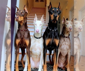 Doberman Pinscher Dog Breeder near SAN BERNARDINO, CA, USA