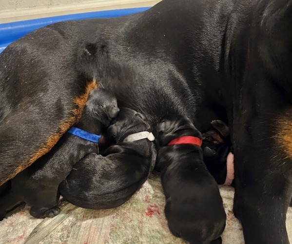 Medium Photo #7  Breeder Profile in PHOENIX, AZ, USA