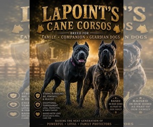 Cane Corso Dog Breeder near MESQUITE, TX, USA