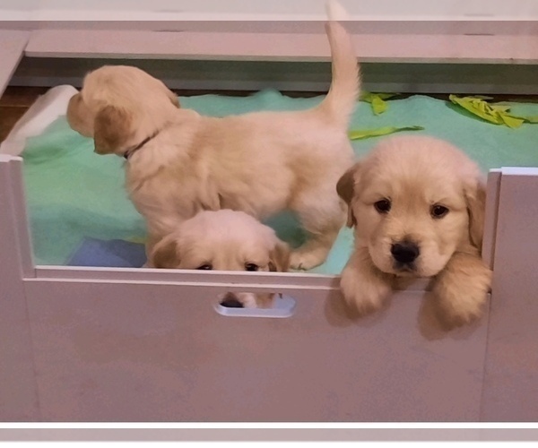 Medium Photo #3  Breeder Profile in STELLA, NC, USA