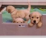 Small #2 Breeder Profile image