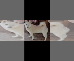 Shiba Inu Dog Breeder in MAXWELL,  USA