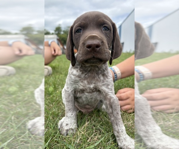 Medium Photo #3  Breeder Profile in ROCKFORD, IL, USA