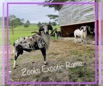 Small #1 Breeder Profile image