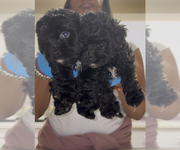 Medium Photo #5  Breeder Profile in BURLINGAME, CA, USA
