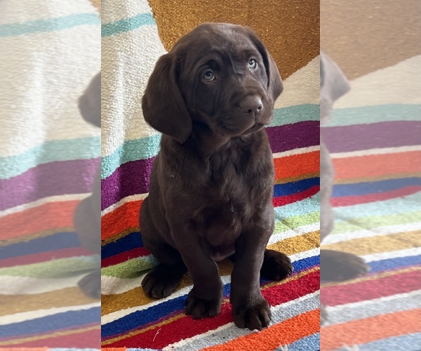 Medium Photo #1  Breeder Profile in CANON CITY, CO, USA