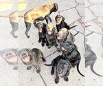 Small breeder photo