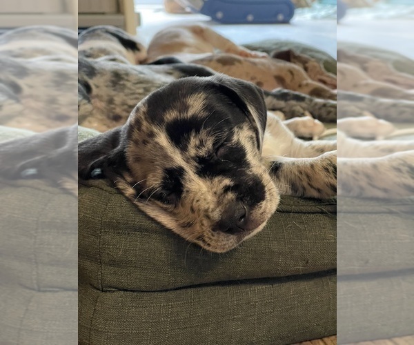 Medium Photo #18  Breeder Profile in WESTFIELD, NC, USA