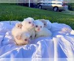 Small breeder photo