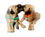 Small #25 Breeder Profile image