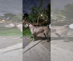 Small #6 Breeder Profile image