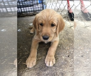 Main photo of Goldendoodle-Poodle (Standard) Mix Dog Breeder near BYRAM, MS, USA