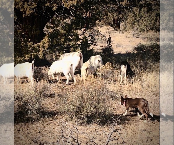 Medium Photo #4  Breeder Profile in CAMAS, WA, USA