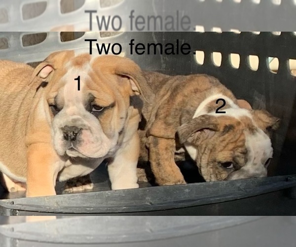 Medium Photo #4  Breeder Profile in VICTORVILLE, CA, USA