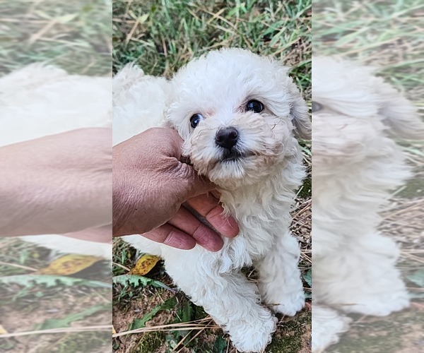 Medium Photo #6  Breeder Profile in ATLANTA, GA, USA