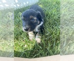 Small #12 Breeder Profile image