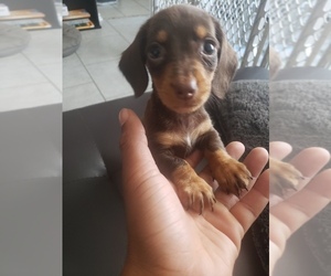 Main photo of Dachshund Dog Breeder near KILLEEN, TX, USA