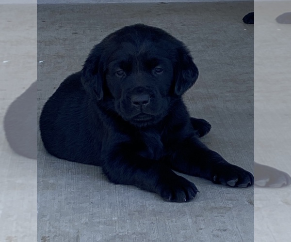 Medium Photo #1  Breeder Profile in PROSSER, WA, USA