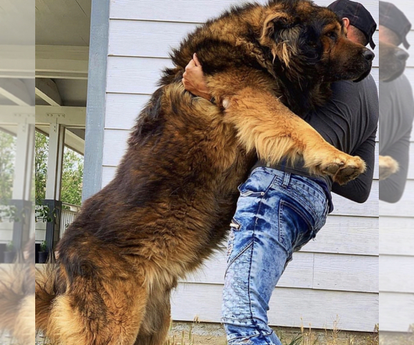 Medium Photo #1  Breeder Profile in CITY RANCH, CA, USA