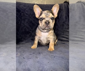 French Bulldog Dog Breeder near MYRTLE, MO, USA