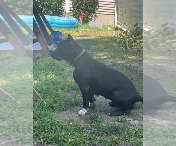 Medium Photo #2  Breeder Profile in NAUGATUCK, CT, USA