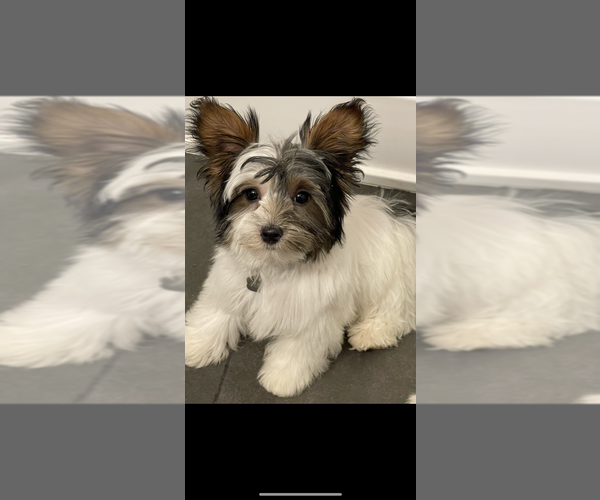 Medium Photo #6  Breeder Profile in CHICAGO, IL, USA