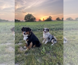 Miniature Australian Shepherd Dog Breeder near MILFORD, NE, USA