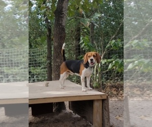 Beagle Dog Breeder near LINCOLN, TX, USA