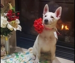 Small breeder photo