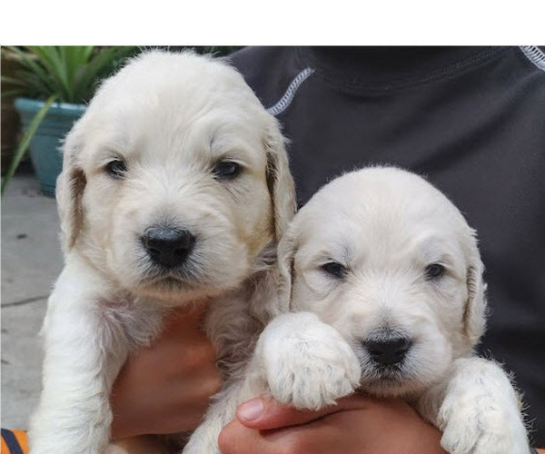 Medium Photo #4  Breeder Profile in ATHENS, TN, USA