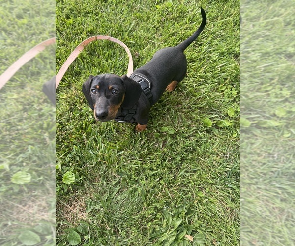 Medium Photo #33  Breeder Profile in CASSVILLE, MO, USA