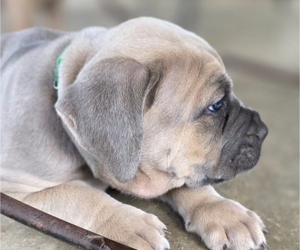 Medium Photo #28  Breeder Profile in BANGS, TX, USA