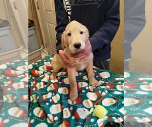 Goldendoodle Dog Breeder near SPOKANE, WA, USA